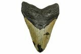 Fossil Megalodon Tooth - North Carolina #378018-1